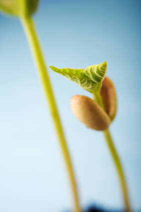 Bean seedling