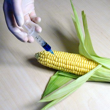 Detecting genetically modified foods by pcr lab report