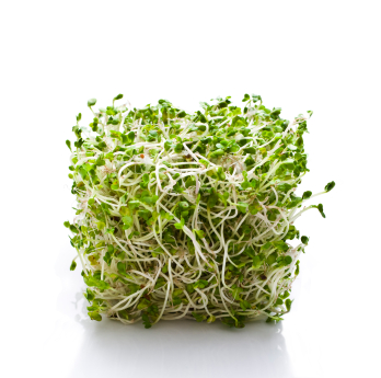 Alfalfa