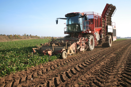 sugarbeet