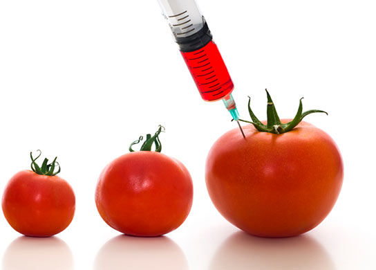 GE tomato