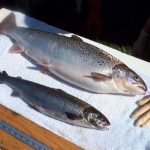 AP_GE_Salmon