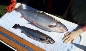GE Salmon