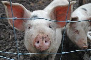 Anibiotics-Superbugs-and-lIvestock