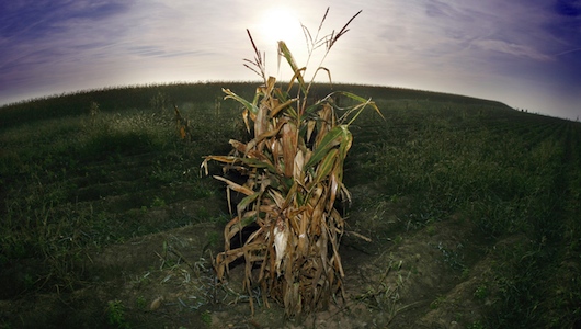 GMO