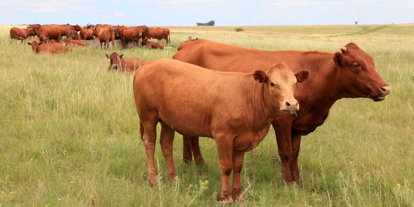 Will Organic Cattle Be Pumped Full of GMO Vaccines?
