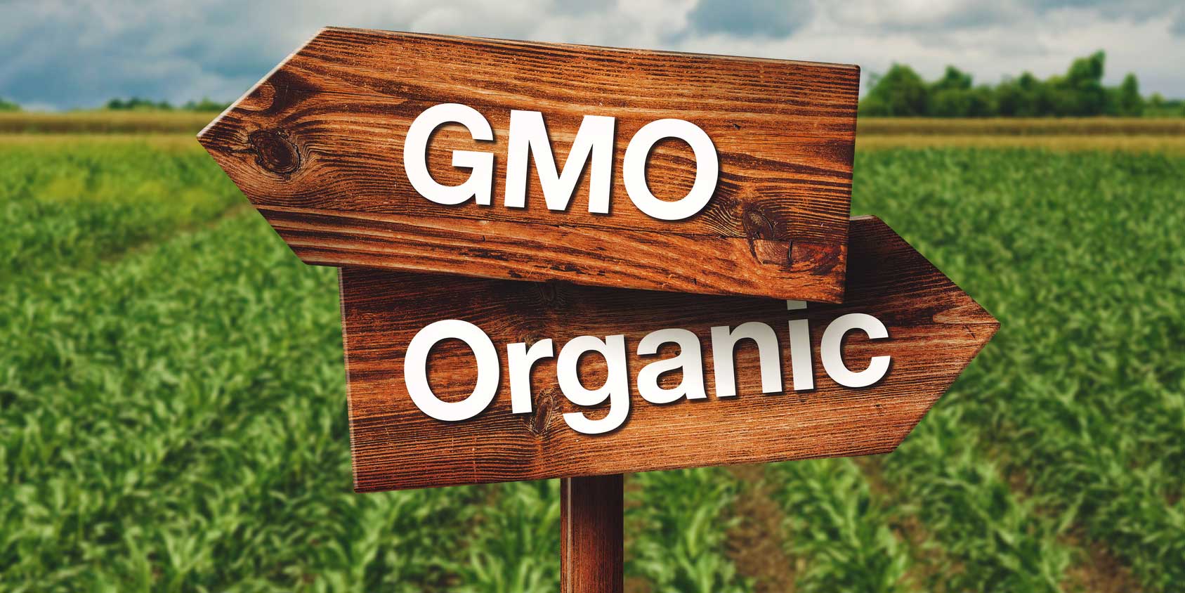 genetically modified organisms affect on agriculture essay genetically modified organisms affect on agriculture essay